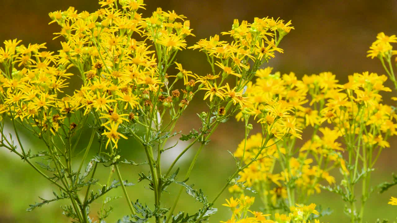Close-up of yellow wildflowers gently moving outdoors, natural daylight, shallow depth of field