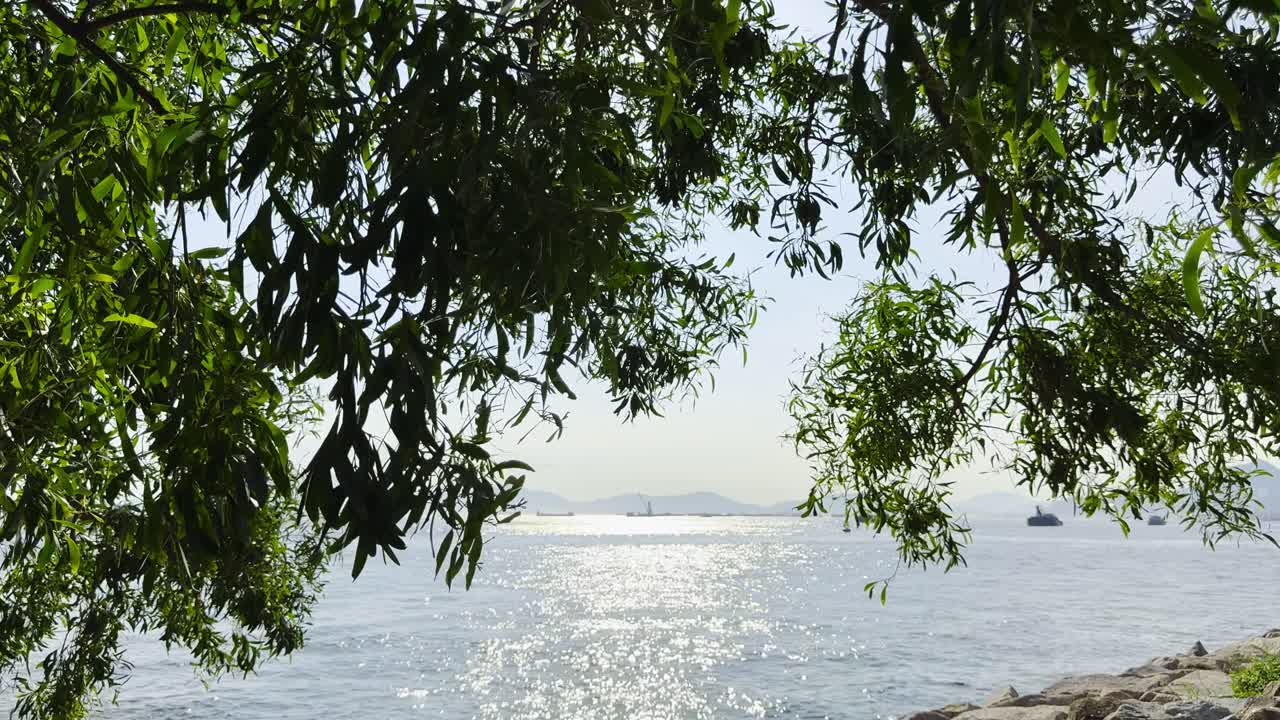 Footage of the ocean viewed through tree branches, capturing the tranquil sea, natural framing, and coastal landscape. Perfect for nature, travel, and serene outdoor scenes