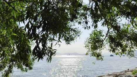 footage of the ocean viewed through tree branches, capturing the tranquil sea, natural framing, and coastal landscape. perfect for nature, travel, and serene outdoor scenes