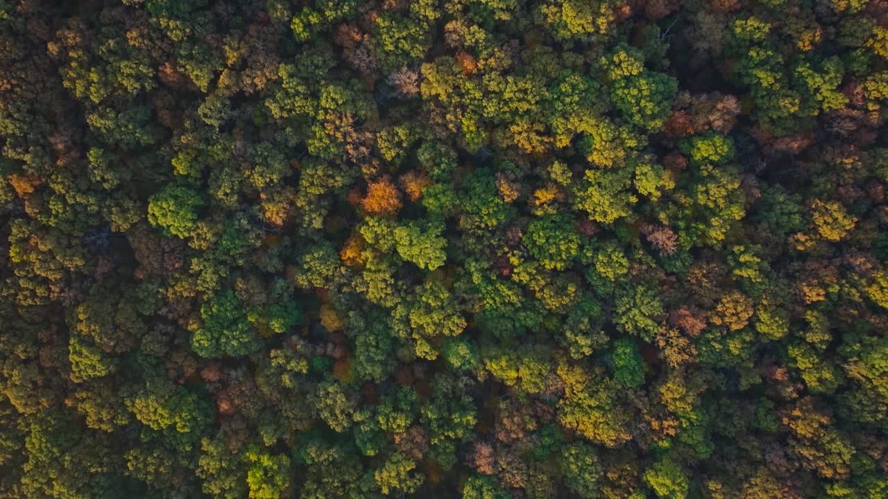 Aerial view of lush green forest in Arkansas, showcasing seasonal foliage