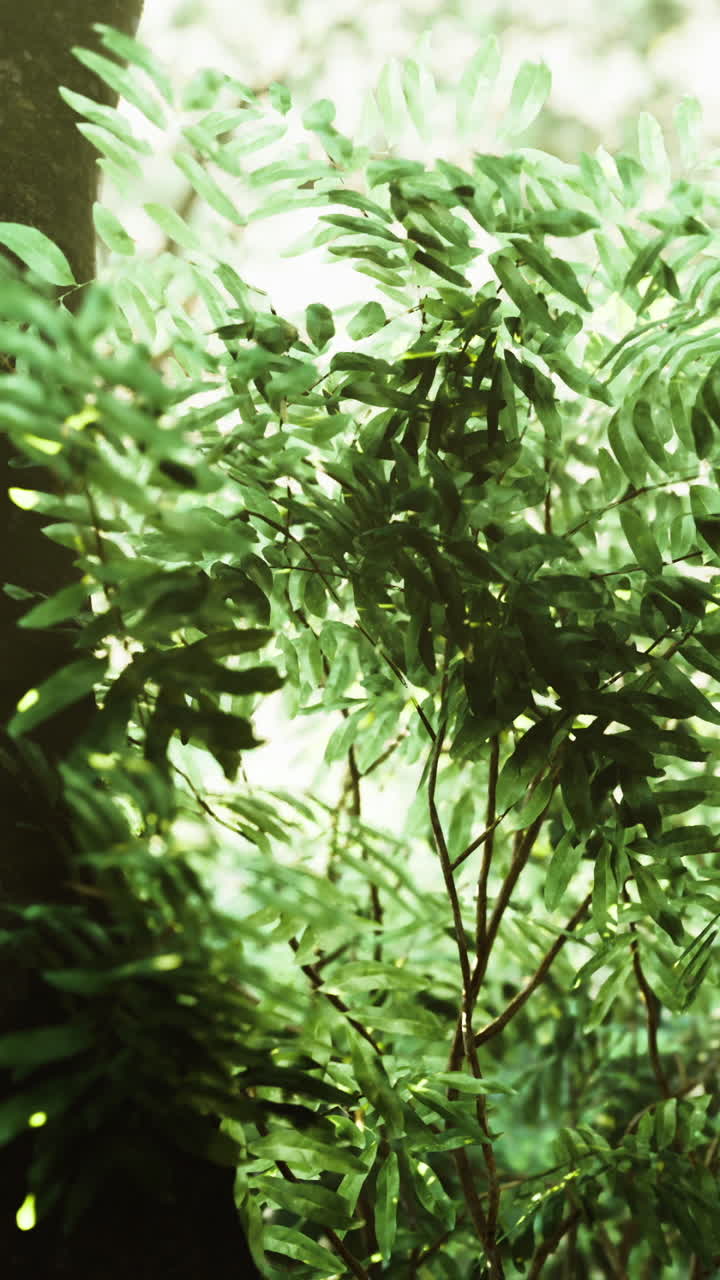 Lush greenery enveloping a tranquil forest pathway in soft morning light
