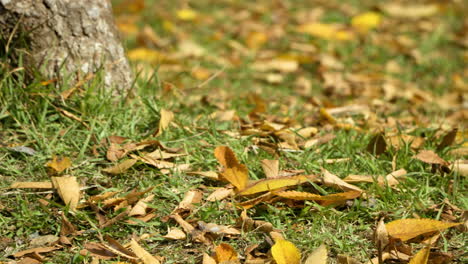 yellow and brown autumn leaves on the ground