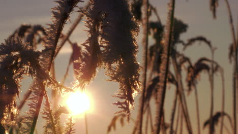 Nahaufnahme-Von-Gefrorenem-Schilf,-Das-Sich-Zur-Goldenen-Stunde-Im-Wind-Bewegt