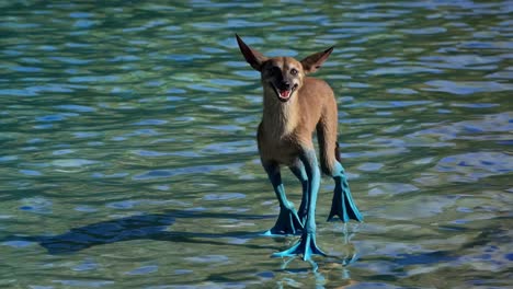 dog walking on water with blue legs