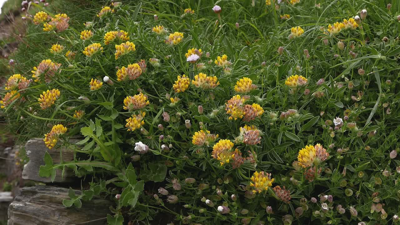 Yellow flowers growing on cliff by the sea