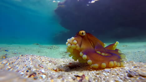 dumbo octopus underwater