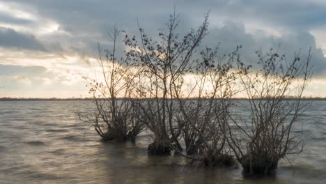 Zeitraffer-Von-Küstenwellen,-Die-über-Wassermangrovenbäume-Spülen,-Slider-Aufnahme