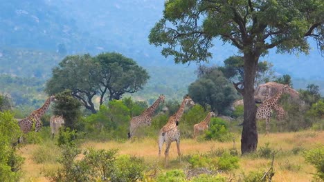 Group-of-giraffe-gathering-together-in-Kruger-national-park-during-a-safari-stunning-Africa-wildlife-footage