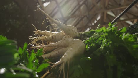 Parsnips-on-organic-farm