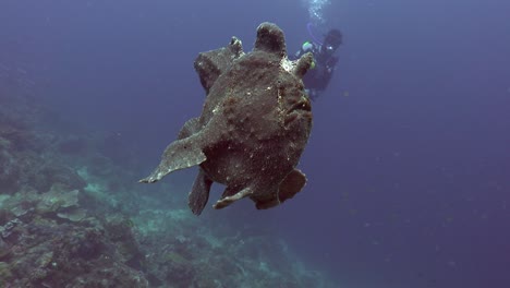 Riesiger-Anglerfisch-Schwimmt-Im-Freien-Wasser-Mit-Taucher-Im-Hintergrund