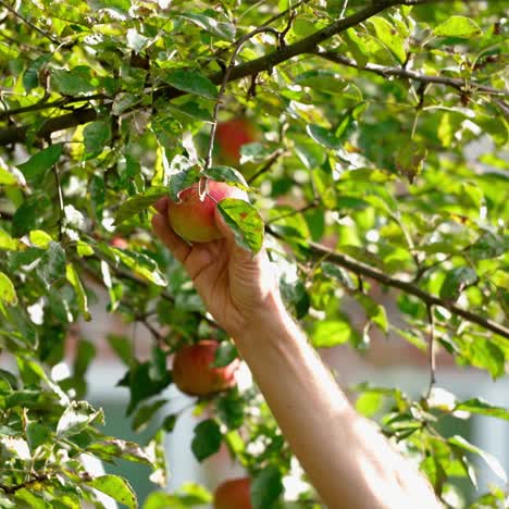 farmer harvests apples. male's hand pluck apples from the tree in the countryside. apple tree in the garden and a hand tearing down ripe fruits.