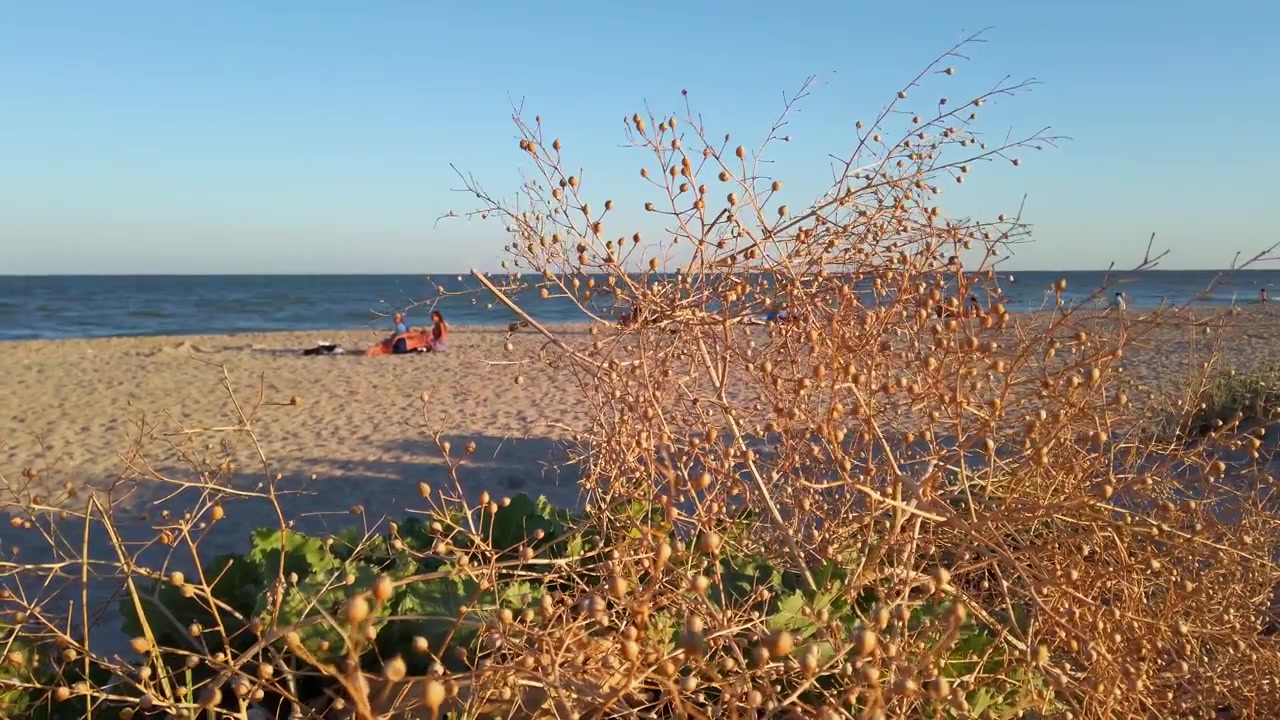 Crambe pontica. Crambe maritima L. Dune di sabbia in estate. Spiaggia marina in estate
