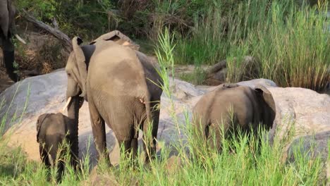 Back-of-Herd-of-African-elephants-cooled-off,-walk-away-from-water-after-a-bath,-a-female-mother-and-her-calves