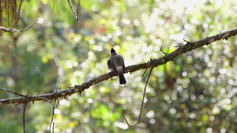 Visto-Desde-Atrás-Mirando-Hacia-El-Sol-De-La-Mañana-Y-Luego-Gira-Arriba-A-La-Derecha,-Bulbul-Pycnonotus-Aurigaster-Con-Cabeza-De-Hollín,-Tailandia