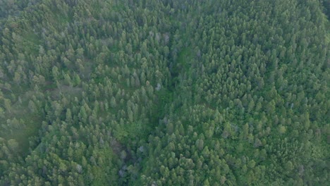 Aerial-view-of-rainforest-of-Indonesia-in-misty-morning