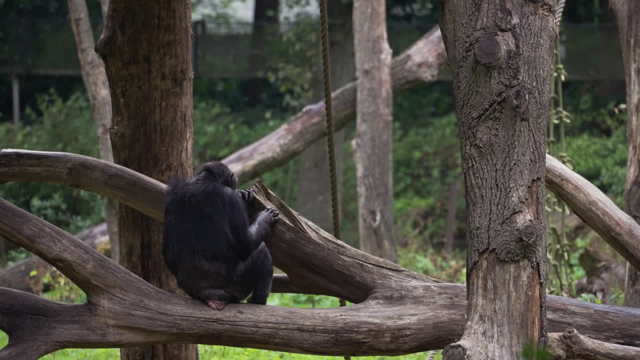 Lonely monkey siting in tree, handheld view