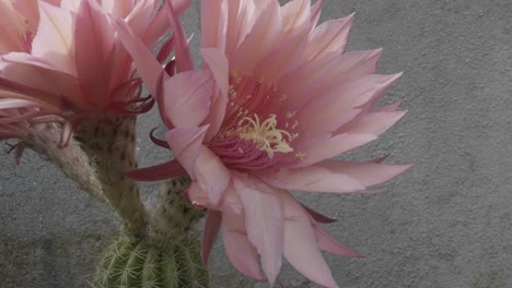 beautiful cactus with three pink flowers close up pink and yellow stamens