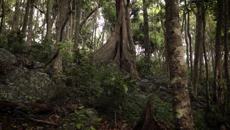 Views-of-the-forest-along-the-walking-tracks-in-Burleigh-Heads-National-Park,-Gold-Coast,-Australia