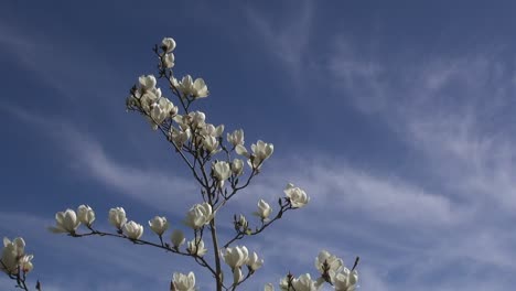 magnolia blossoms against the sky