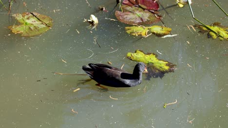 un pato nadando entre las almohadillas de lirio en un estanque