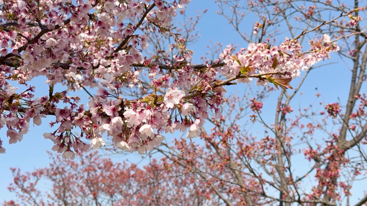 Primo piano di rami di sakura in fiore che ondeggiano dolcemente contro un cielo primaverile azzurro brillante.