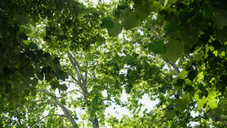 sunlight filtering through vibrant green treetops, tranquil nature scene