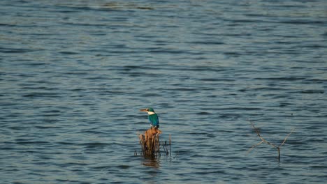 In-the-middle-perched-on-some-twigs-facing-to-the-left,-collared-kingfisher-Todiramphus-chloris,-Thailand