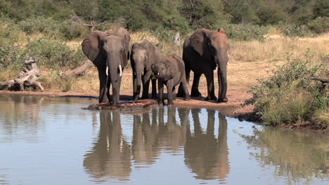Eine-Gruppe-Junger-Und-Erwachsener-Elefanten-Trinkt-Im-Sonnenlicht-Aus-Dem-Wasserloch