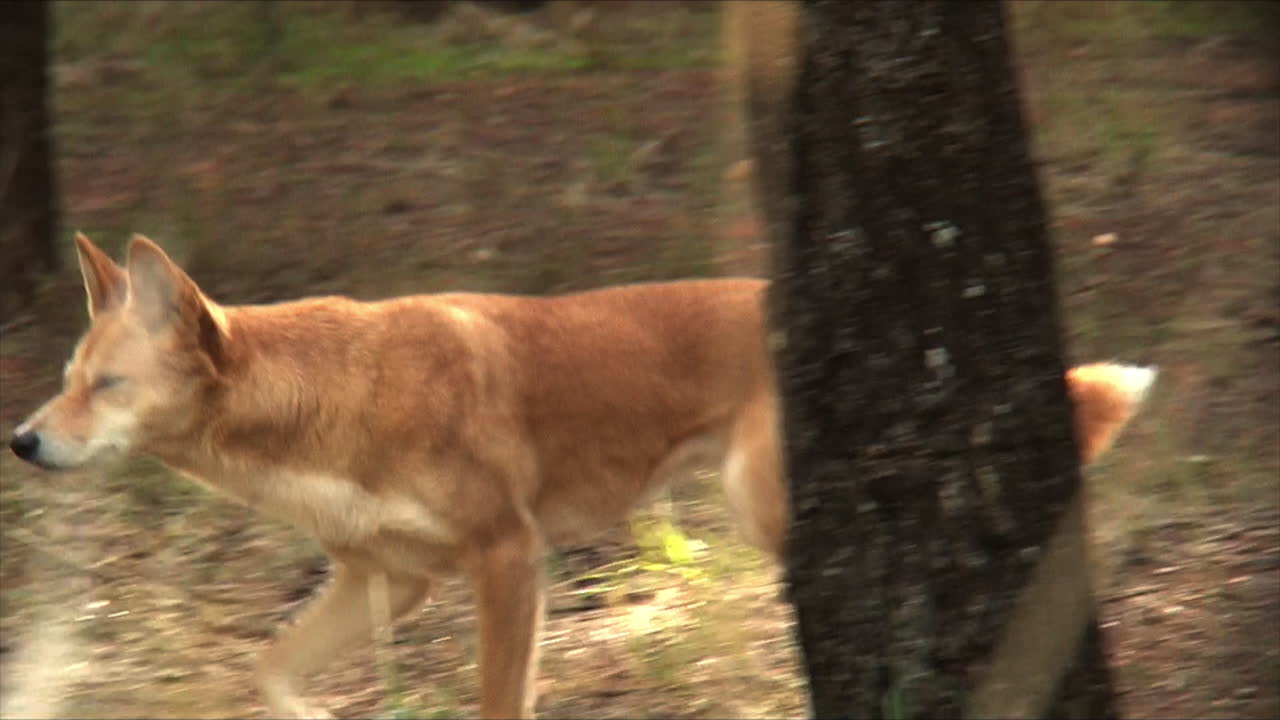 дикая собака динго бежит через буш в австралии