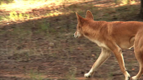 a wild dingo dog runs through the bush in australia