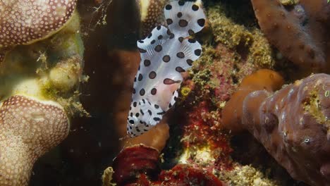 juvenile barramundi cod that just swallowed a shrimp