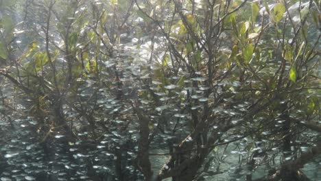 peces juveniles que buscan refugio bajo un hábitat saludable de manglares en un arroyo de agua salada clara