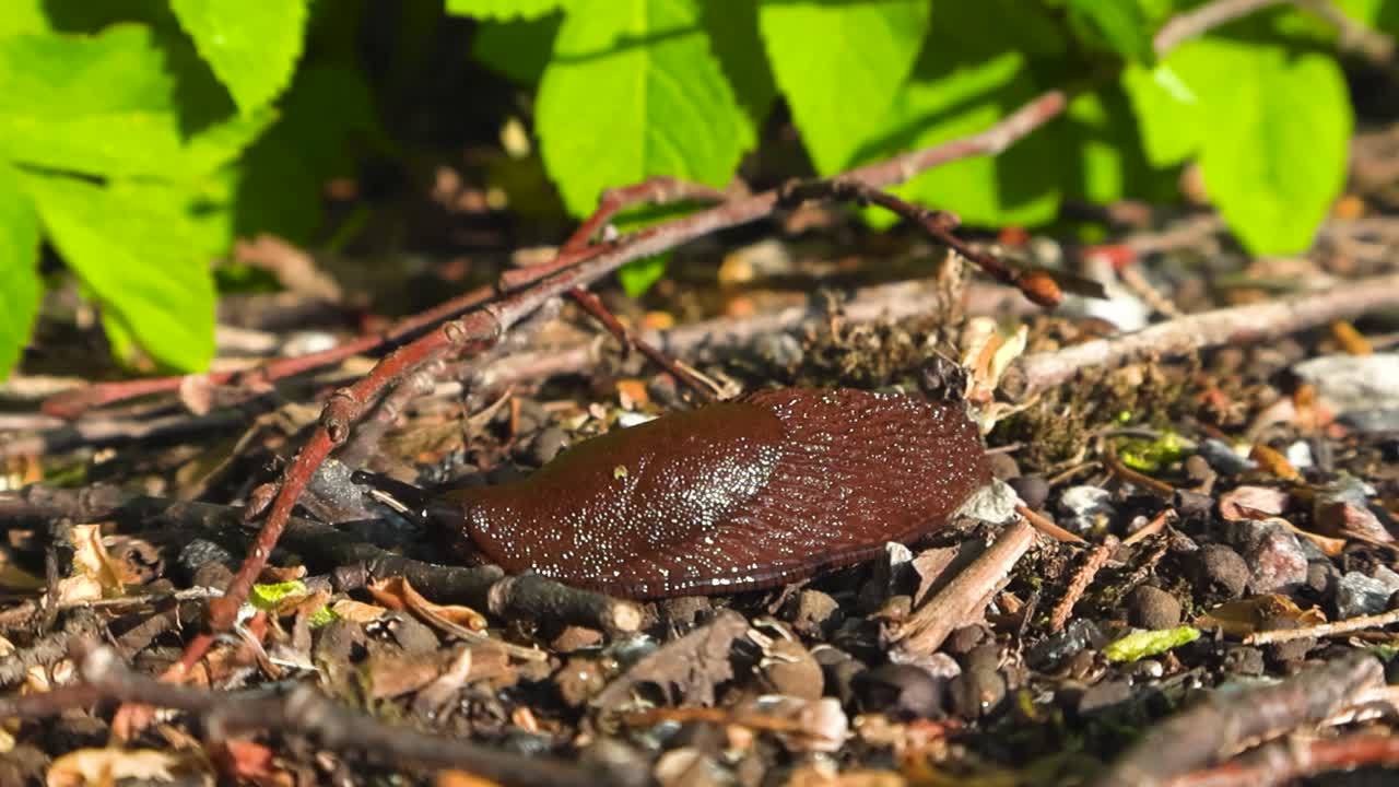 Close up or closeup footage of a Spanish slugh snail that is wet and shiny crawling on a garden ground during sunny summer day on and between twigs and rocks. Bokeh blurry green leaves in background.
