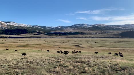 herd of bison grazing in lamar valley