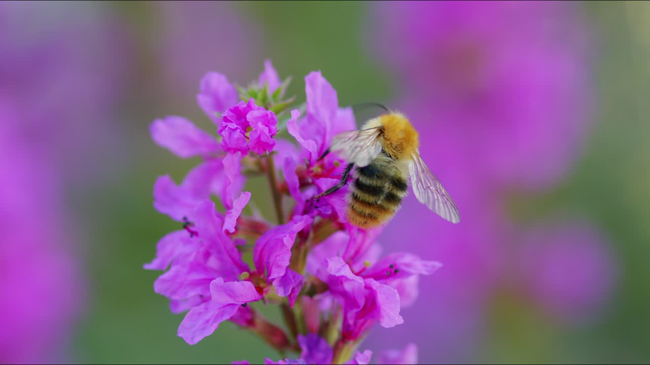 polinización de abejas flor suelta púrpura en el jardín macro tiro