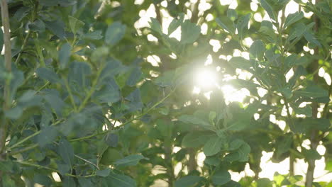 la luz radiante del sol a través de las hojas del árbol yerba mate