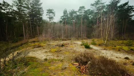 Sanddüne-Mit-Moos-Und-Birken-Kiefern-Winterlandschaft-Landschaft-POV