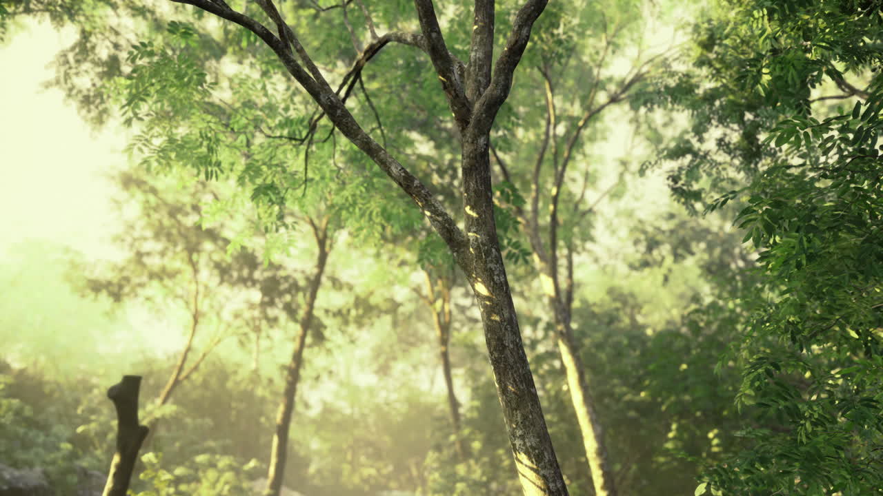 Lush green forest with sunlight filtering through tree branches