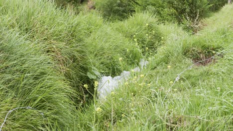 stream flowing between grass 4k 60fps