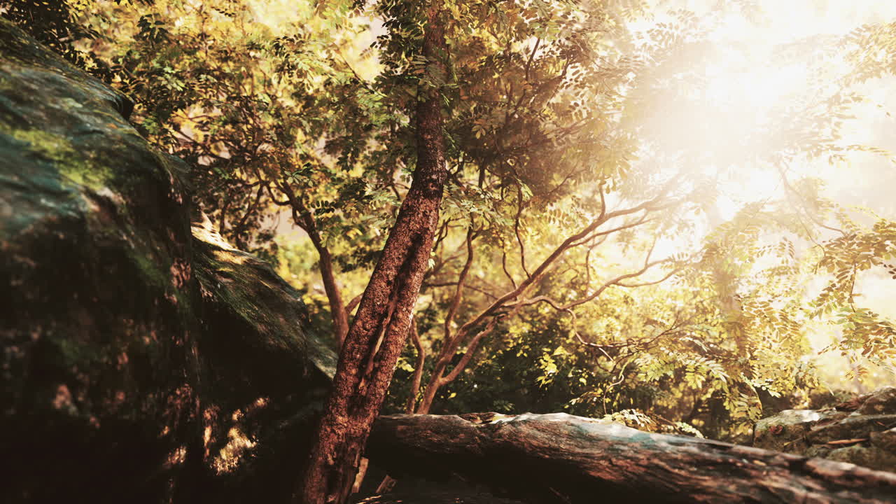 sol en un bosque tropical