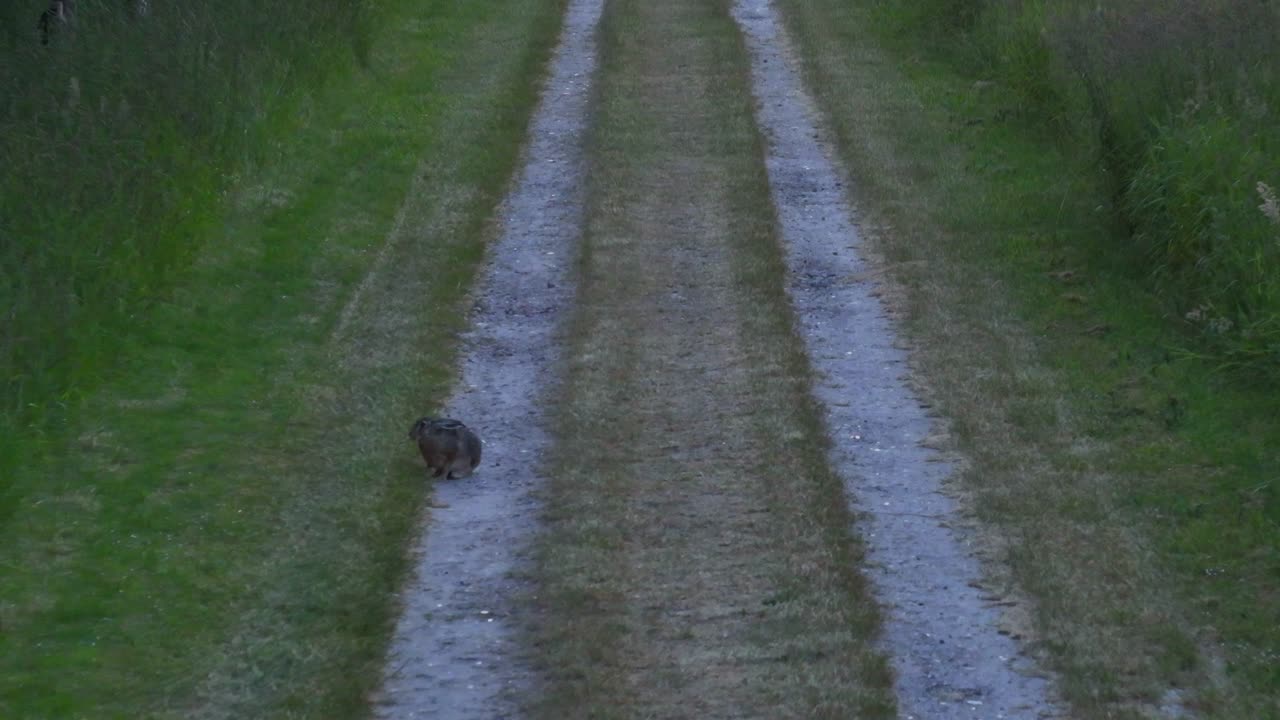 시골 지역의 오래된 자갈 도로에서 토끼에 대한 공중