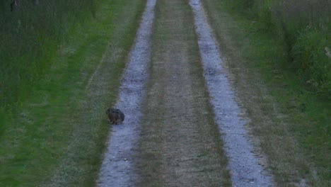 aerial-zoom-to-a-rabbit-on-an-old-gravel-road-in-a-rural-area