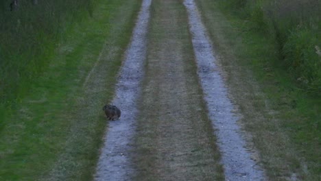 aerial zoom to a rabbit on an old gravel road in a rural area