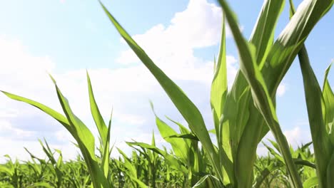 growing corn crops in agricultural farm during springtime