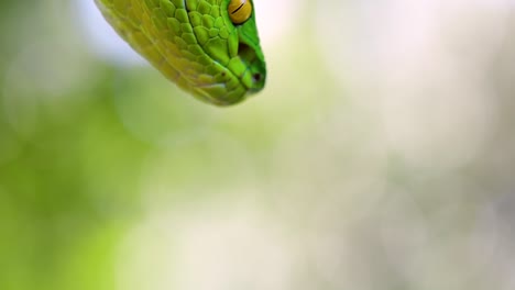 la víbora de labios blancos es una víbora venenosa endémica del sudeste asiático y a menudo se encuentra durante la noche esperando en una rama o rama de un árbol cerca de un cuerpo de agua con muchos alimentos