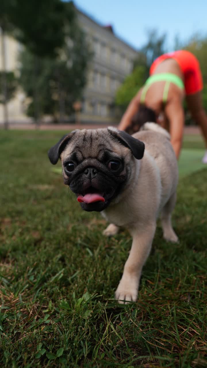 Pug Puppy Playing in Park with Woman Doing Yoga