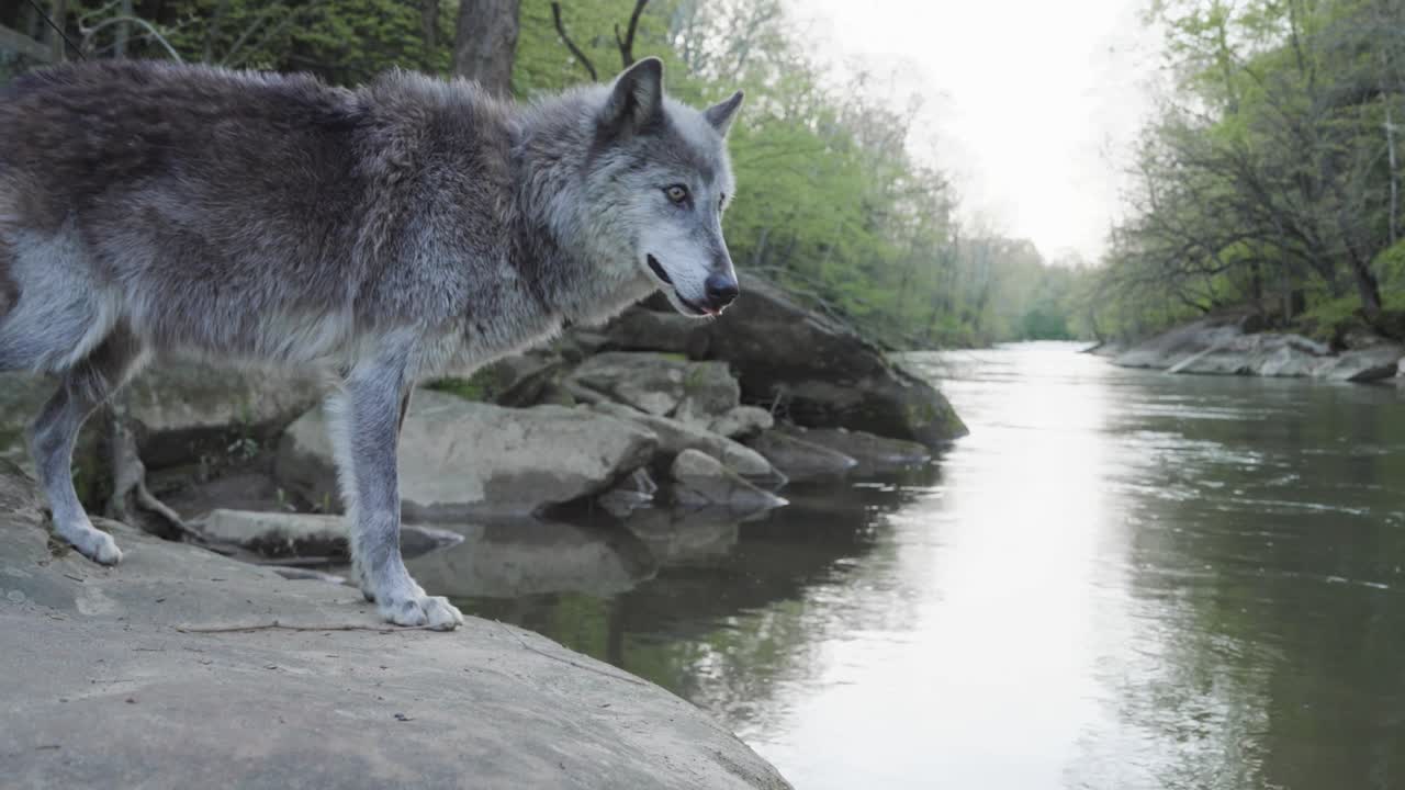 A majestic gray wolf stands on a rock ledge, gazing over a calm forest river. The tranquil scene captures the animal in a moment of wild contemplation amid untouched nature.