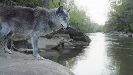 a majestic gray wolf stands on a rock ledge, gazing over a calm forest river. the tranquil scene captures the animal in a moment of wild contemplation amid untouched nature.