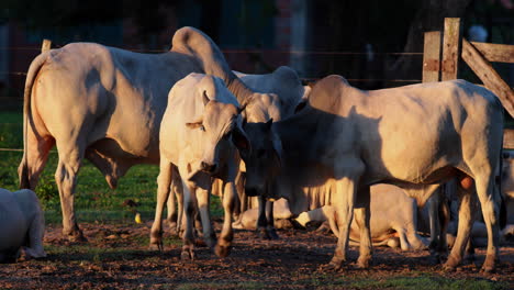 tropical brahma cows in the morning sunrise playing