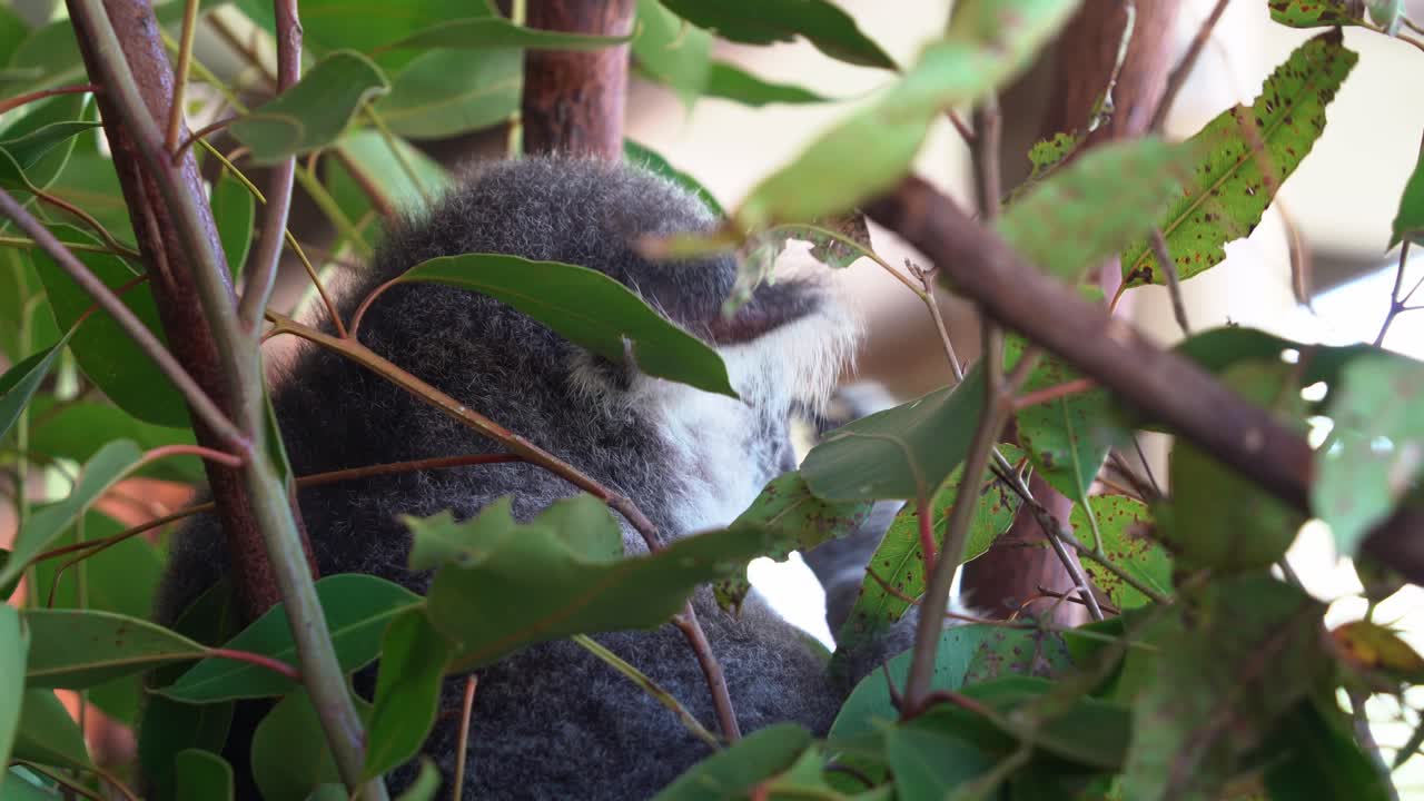 primer plano mirando a través de la toma capturando un lindo koala, phascolarctos cinereus escondido entre el denso follaje de las hojas de eucalipto, rascándose la cara esponjosa con su pata
